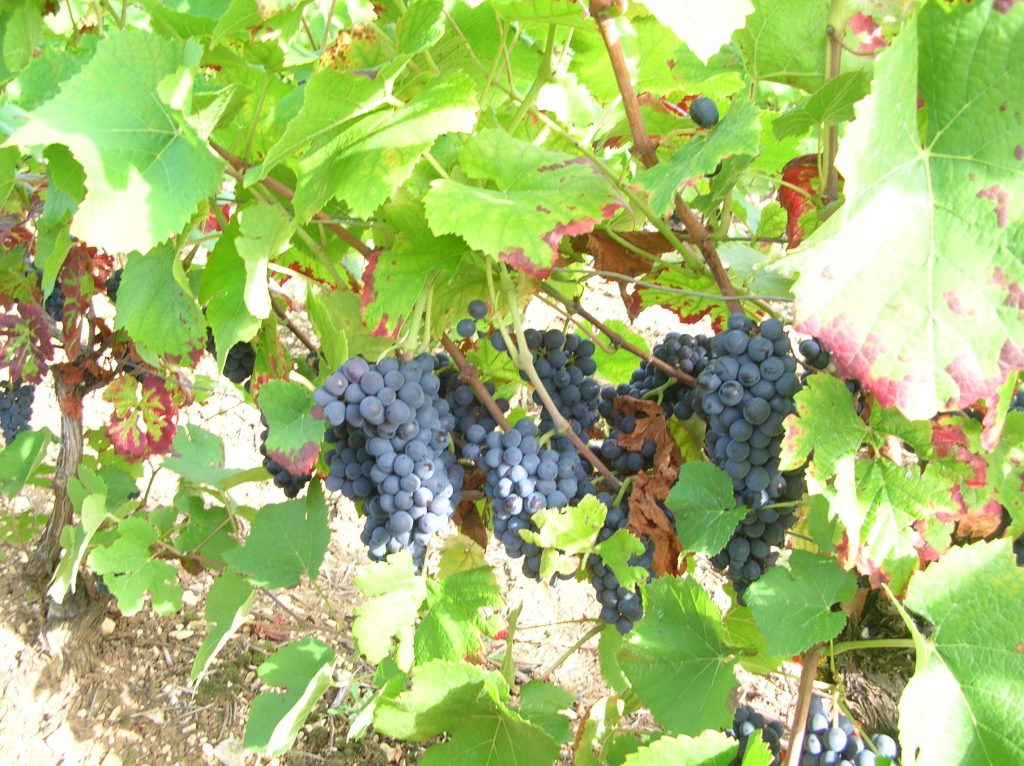 Champagne GALLIMARD Grapes
