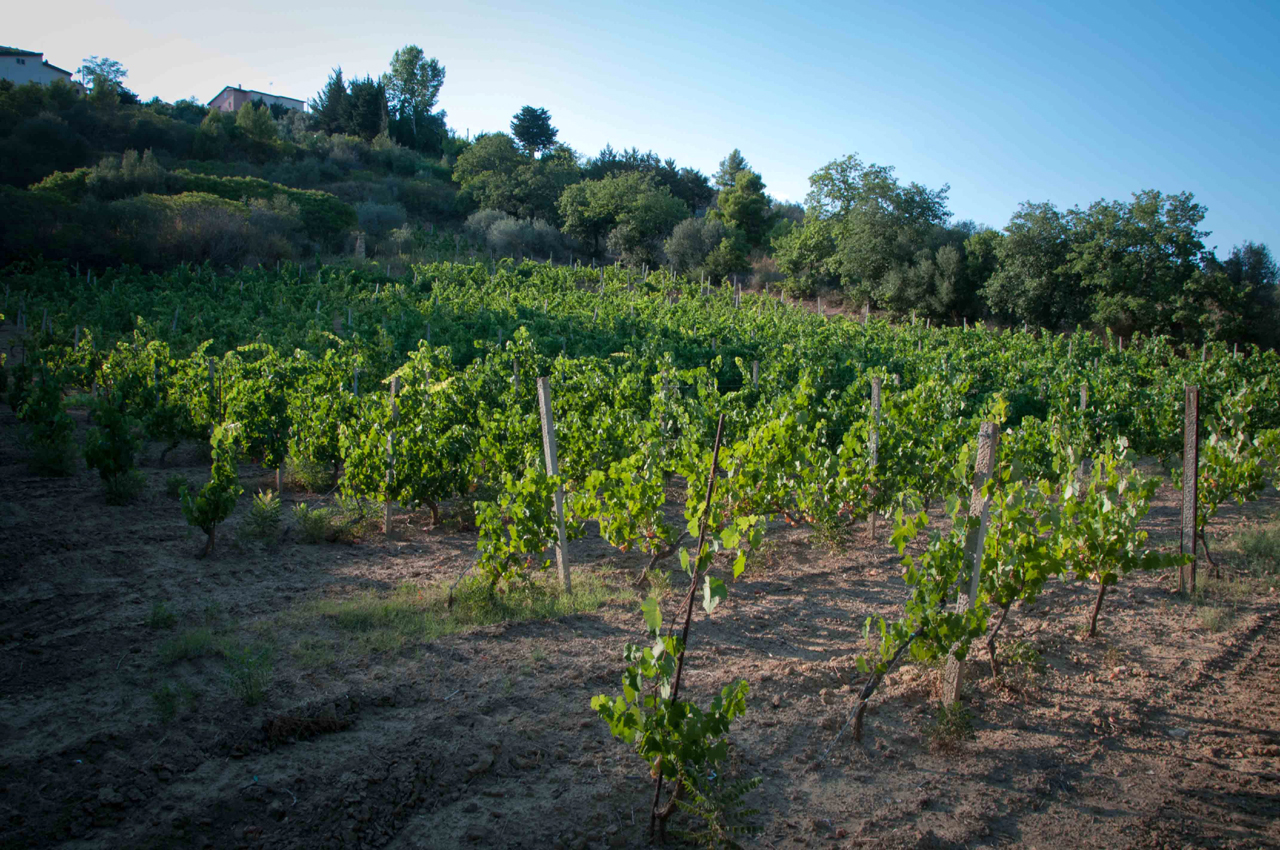 Barbadoro's vineyard