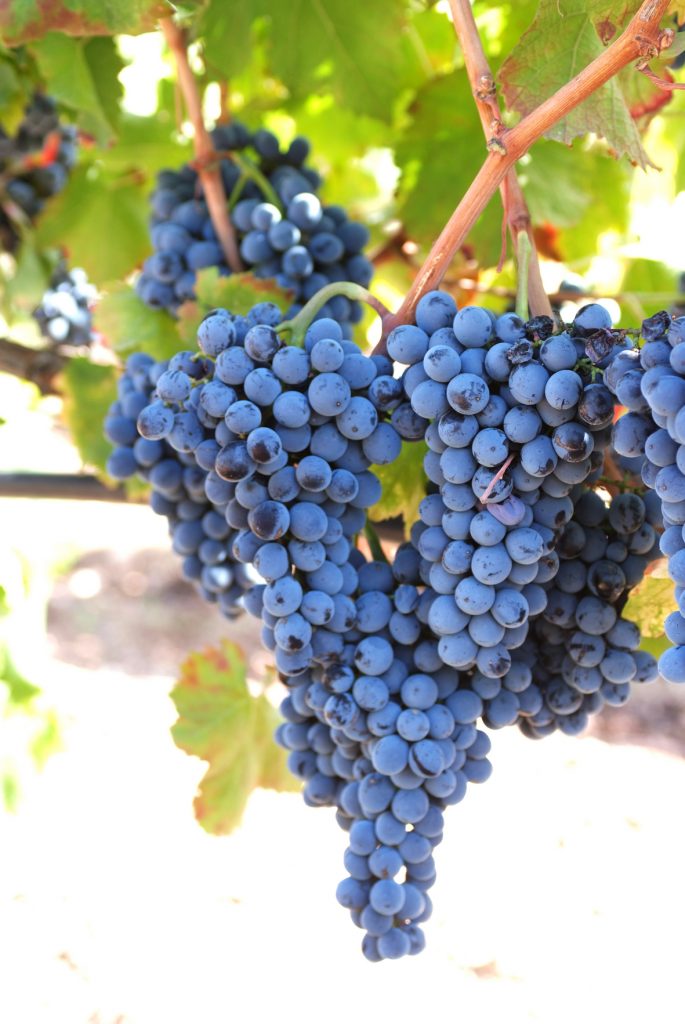 Gurrieri grapes 