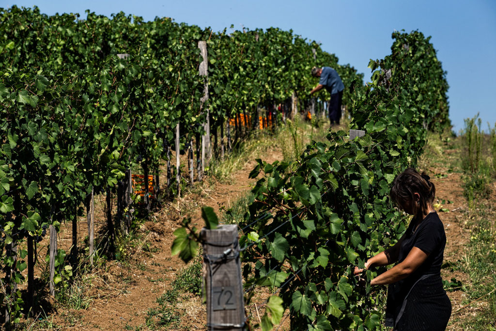 Winery Lastar Asia Import News