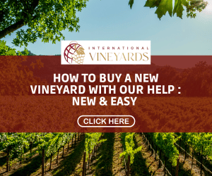 How to buy a vineyard with international vineyards